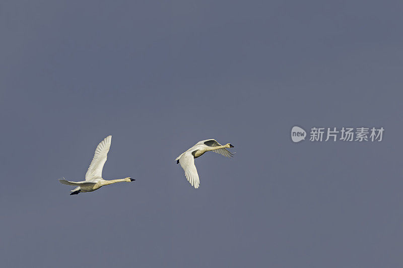 苔原天鹅(Cygnus columbianus)是一种小型全北极天鹅。加州萨克拉门托-圣华金河三角洲的斯塔顿岛